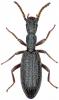 Stenosis angusticollis